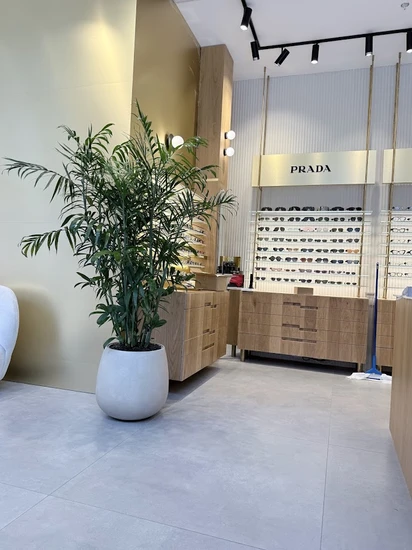 דקל שפריצי בכד בטון גובה כולל 2.5 מטר