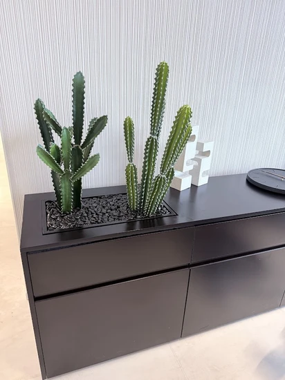 קקטוסים בנישה מיוחדת