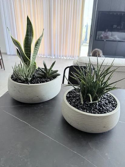 סט סוקולנטים בקערות בטון