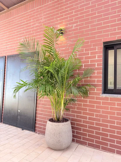 דקל אריקה בכד בטון גובה כולל 2.20