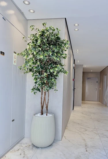 כד בטון מחורץ עם פיקוס