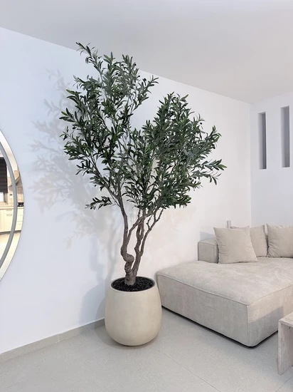 עץ זית גדול