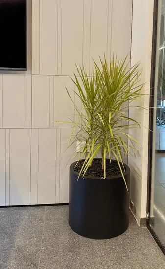 דרצנה בכד צילינדר