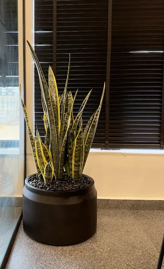 סנסיווריה בכד בטון שחור