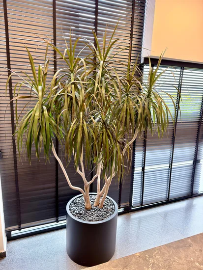 דרצנה ענקית בכד צילינדר